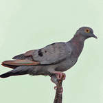 Yellow-eyed Pigeon copyright Nikhil Devasar