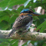 Spotted Wood-kingfisher