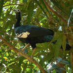 Blue-throated-Piping-guan