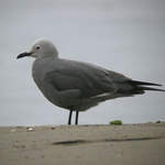 Grey-Gull