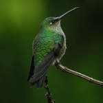 Many-spotted-Hummingbird