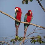 Red-and-green-Macaws-A
