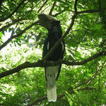 Black-and-white-cascqued Hornbill