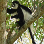 Abyssinian Black-and-white Colobus
