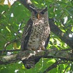 Forest Eagle-owl