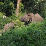 Rhino at Chitwan