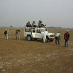 Looking for Coursers at Koshi