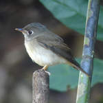 Brown-breasted Flycatcher 1
