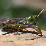 Club-footed Grasshopper