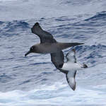 Light-mantled Sooty Albatross 2