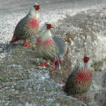 Blood Pheasants copyright Peter Lobo