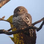 Forest-Owlet-2
