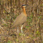 Indian-Courser-1