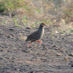 Rock-Bush-quail