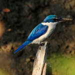 Collared-Kingfisher