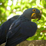Hyacinth-Macaw-2