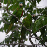 Red-shouldered-Macaw-2