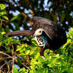 Blue-throated-Piping-guan