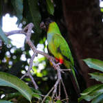 Nanday-Parakeet