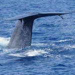 Blue-Whale-1