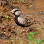 Ashy-crowned-Sparrow-lark
