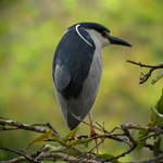 Black-crowned-Night-heron