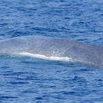 Blue-Whale-2