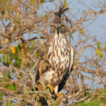 Crested-Hawk-eagle