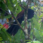 Green-billed-Coucal