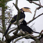 Malabar-Pied-Hornbill