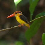 Oriental-Dwarf-Kingfisher