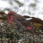 Red-fronted-Rosefinch