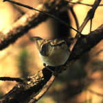 Sichuan-Leaf-warbler
