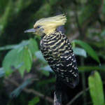 Blond-crested-Woodpecker-1