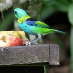 Green-headed-Tanager-2