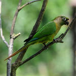 Maroon-bellied-Parakeet