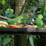 Plain-Parakeets