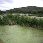 Regua-wetlands