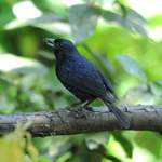 Ruby-crowned-Tanager