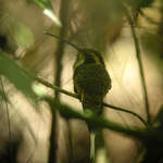 Scale-throated-Hermit