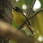 Yellow-lored-Tody-Flycatche