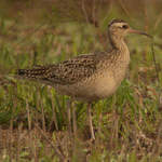 Little Whimbrel