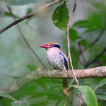 Lilac-cheeked-Kingfisher-1