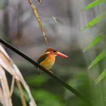 Sulawesi-Dwarf-Kingfisher-2