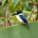 Blue-and-white-Kingfisher