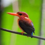 Sulawesi-Dwarf-Kingfisher-5
