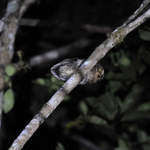 Sulawesi-Scops-owl