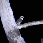 Sulawesi-Masked-Owl