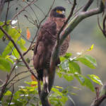 Sulawesi-Serpent-eagle