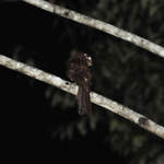 Moluccan-Owlet-Nightjar